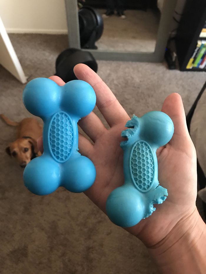 My Dogs Favorite Toy. Old Vs New