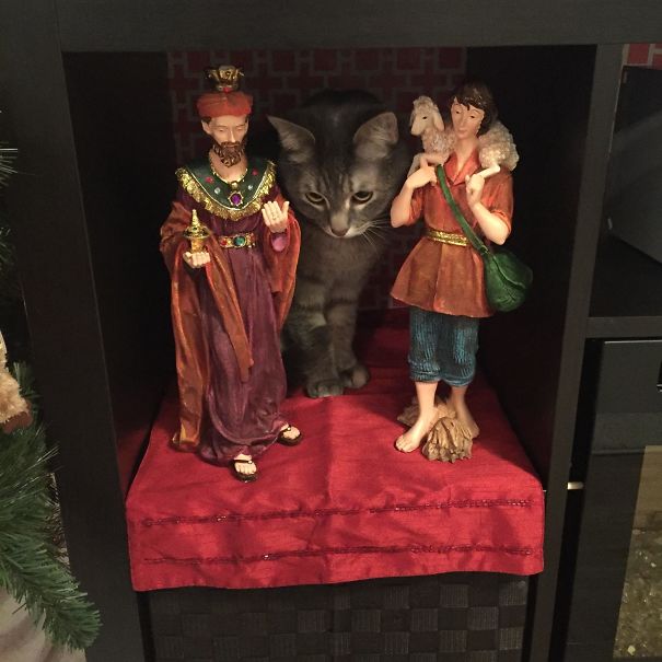 Bunnie Wanted To Play A Part In Last Year's Christmas Nativity Scene. Wise Cat? Sheep Herder?