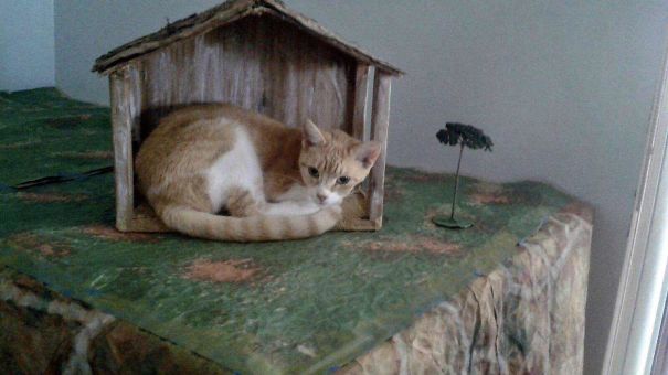 I’m The Nativity Meow