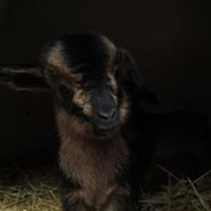 fourteenchickens avatar