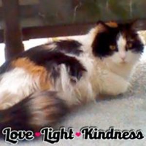 sharon_mcilhargey avatar