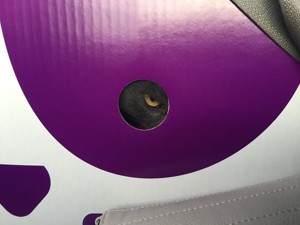 My Friend Left Her Cat At The Vet's Office Overnight