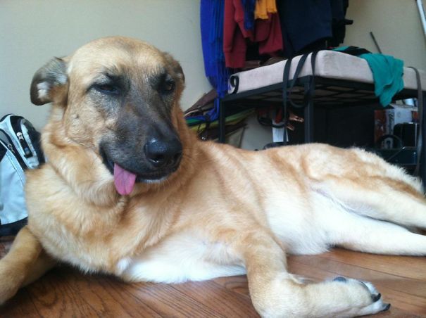 Molly Came Home From The Vet Feeling A Lil' Derpy