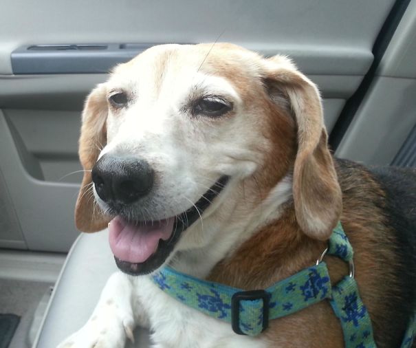 The Vet Gave My Dogs Some Narcotics After A Spinal Injury. He's Had This Expression For 3 Days Straight