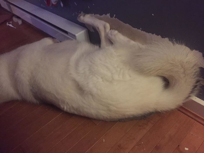 My Bedroom Wall Has An Outline From My Dog Sleeping In The Same Spot And Position For Years