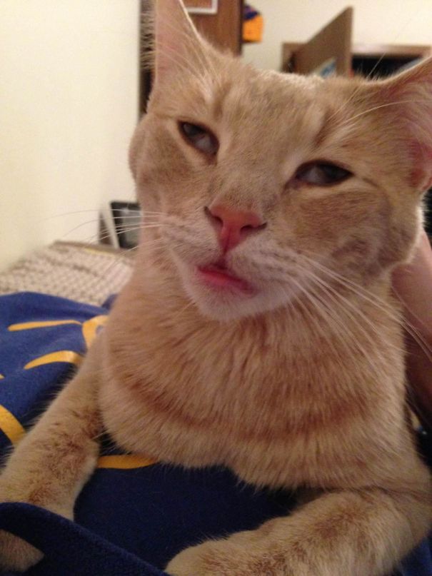 My Cat Was Sick And Got Meds. Now My Cat Is High As A Kite