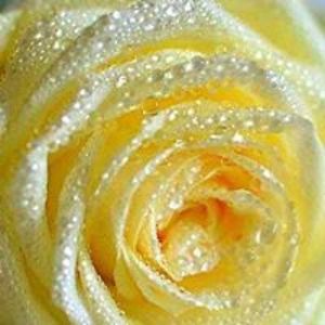 iuliana_popescu10 avatar