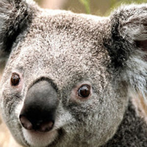 duvallgunslinger avatar