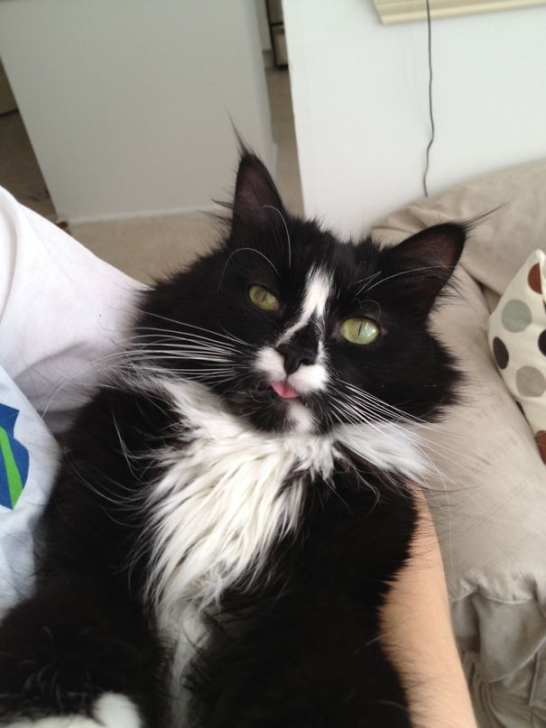 Brought Him Home From Minor Surgery Yesterday (Cat Bite). Needless To Say, He Hadn't Recovered Yet