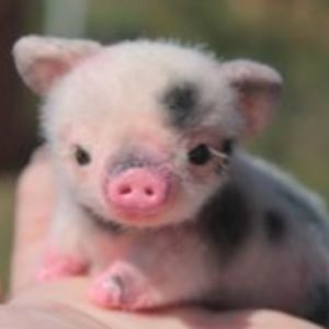 thegumnutflock avatar