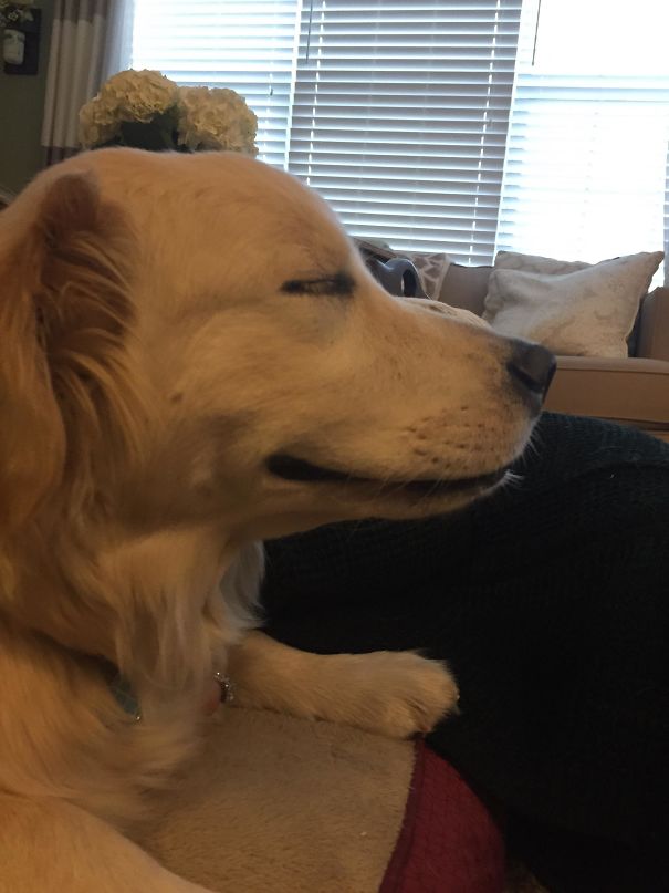 My Dog After Anesthesia