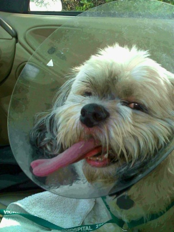 Since We're Uploading Pics Of Our Dogs On Anesthesia, Meet Huxley. He's My Speshul Boy