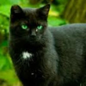 madisondinkel avatar