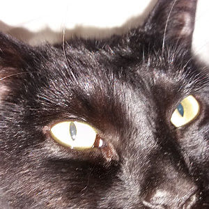 leannenewbold avatar