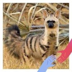 celestialwolfmoon avatar