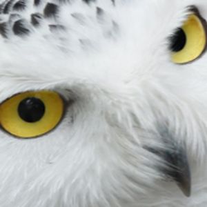 silviarichard avatar