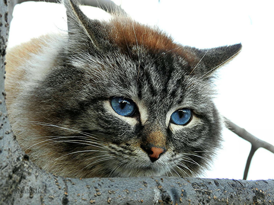 Siberian Cat