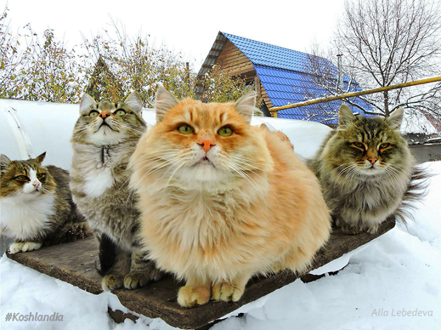 Siberian Cat