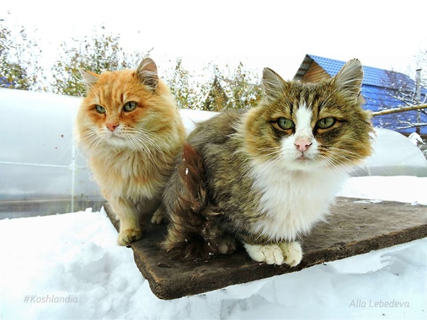 Siberian Cat
