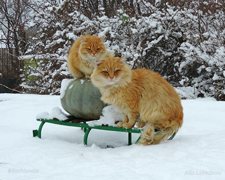 Siberian Cat