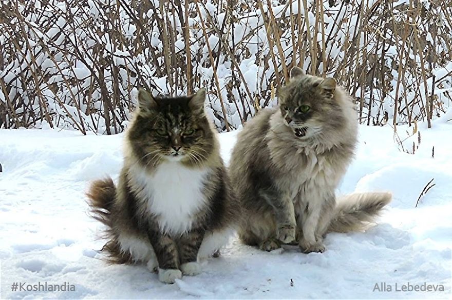 Siberian Cat