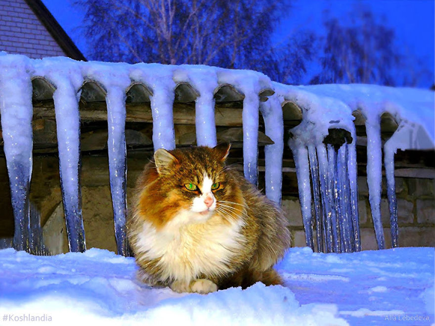 Siberian Cat
