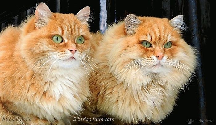 Siberian Farm Cats Have Absolutely Taken Over This Farmer's Land, And They're Absolutely Majestic