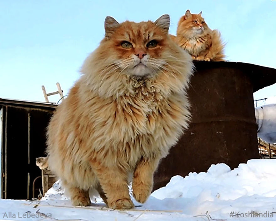 Siberian Cat