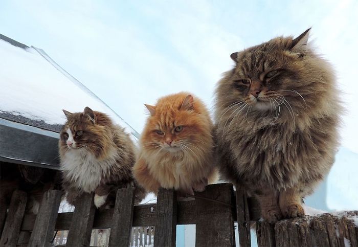 Siberian Farm Cats Have Absolutely Taken Over This Farmer's Land, And They're Absolutely Majestic
