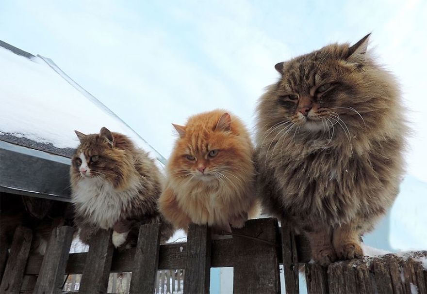 Siberian Cat