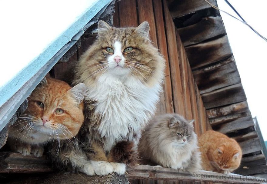 Siberian Cat
