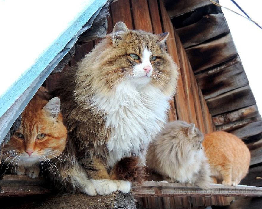 Siberian Cat