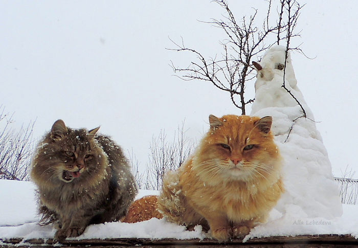 Siberian Farm Cats Have Absolutely Taken Over This Farmer's Land, And They're Absolutely Majestic