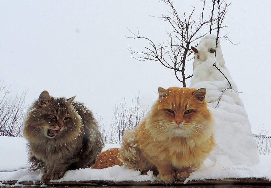 Siberian Cat