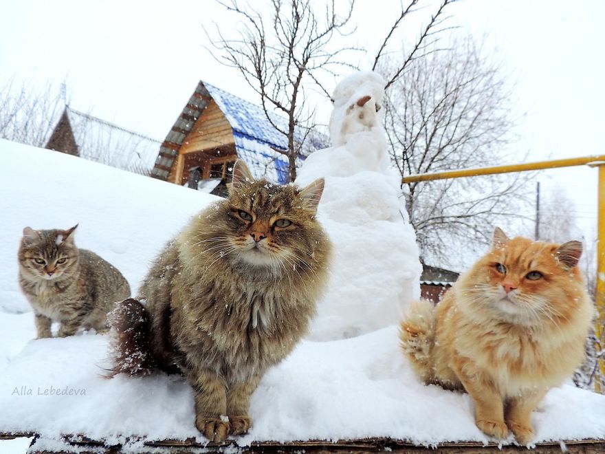 Siberian Cat
