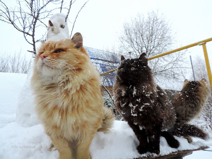 Siberian Cat