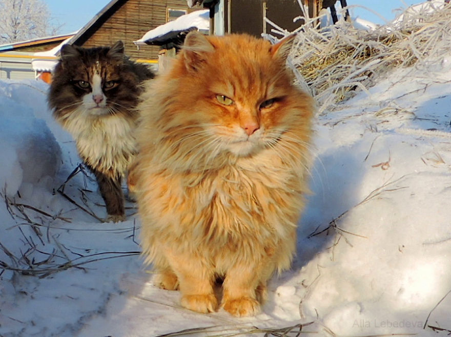 Siberian Cat