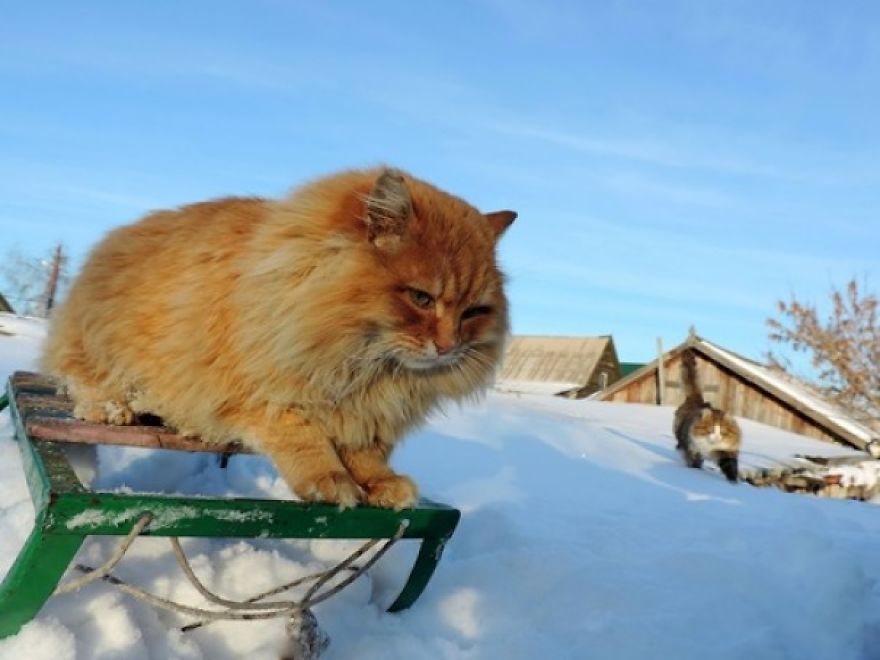 Siberian Cat