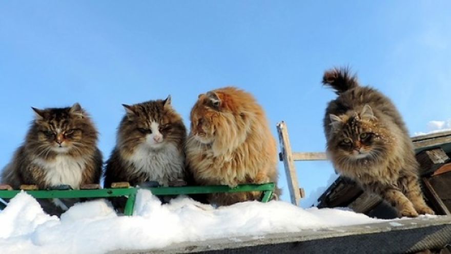 Siberian Cat