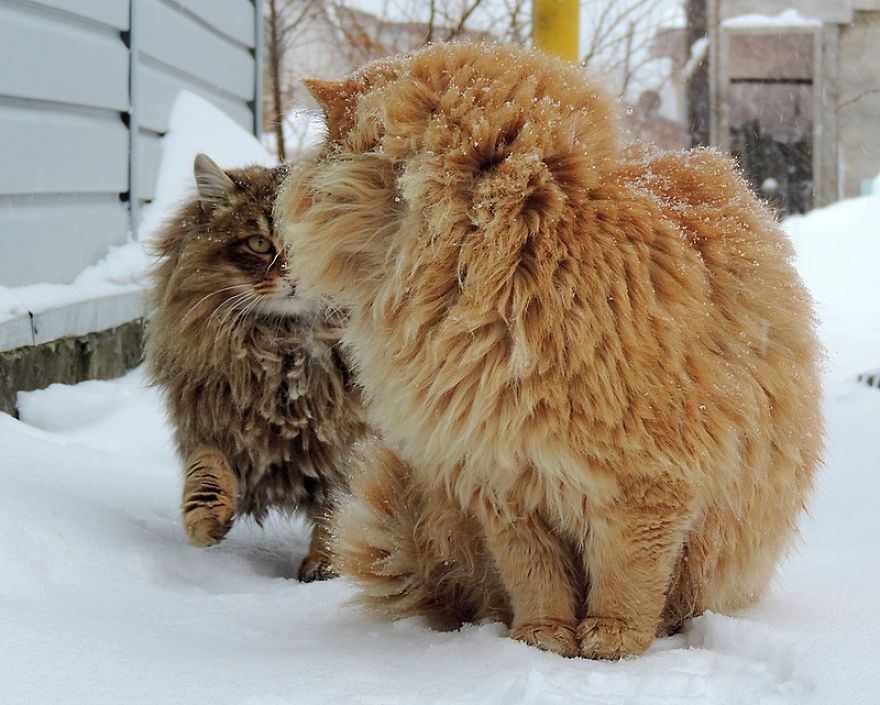 Siberian Cat