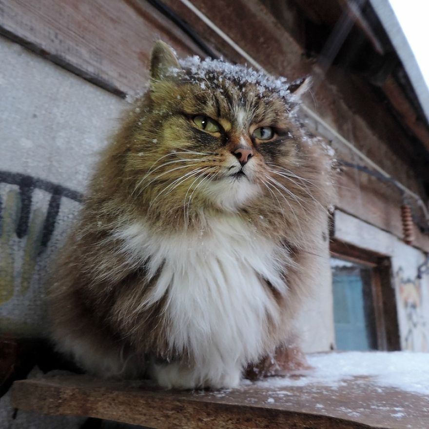 Siberian Cat