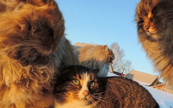Siberian Farm Cats Have Absolutely Taken Over This Farmer's Land, And They're Absolutely Majestic