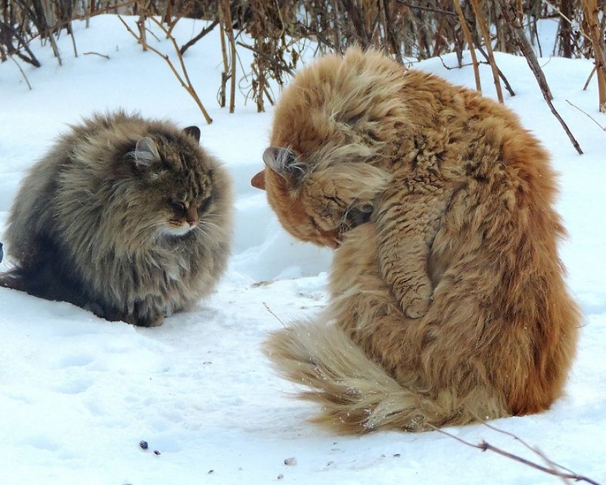 Siberian Cat