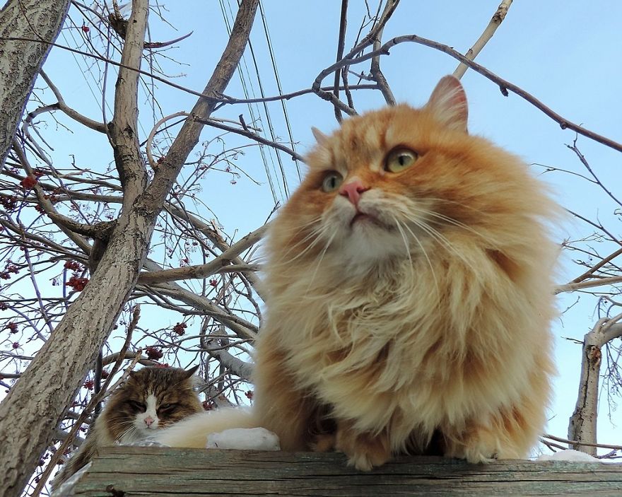 Siberian Cat