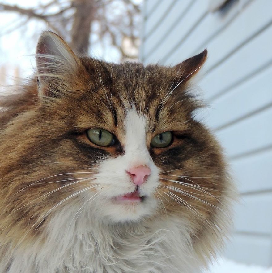 Siberian Cat