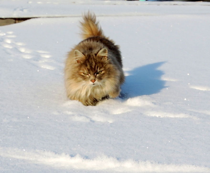 Siberian Cat