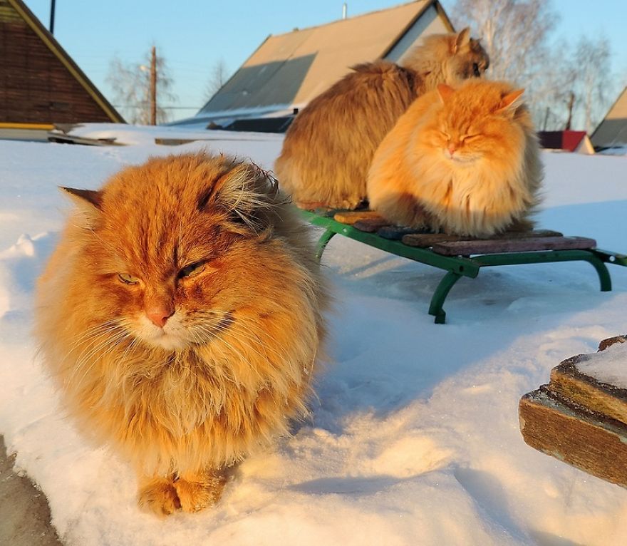 Siberian Cat