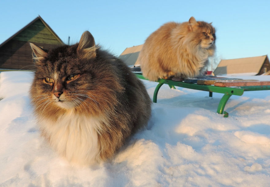 Siberian Cat