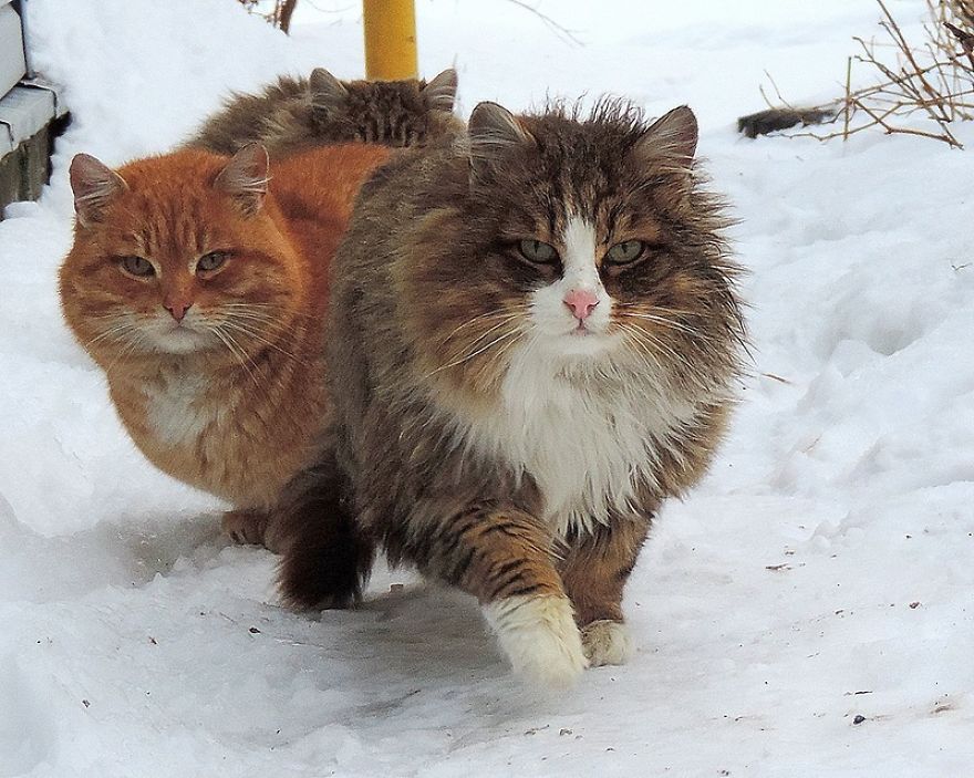 Siberian Cat