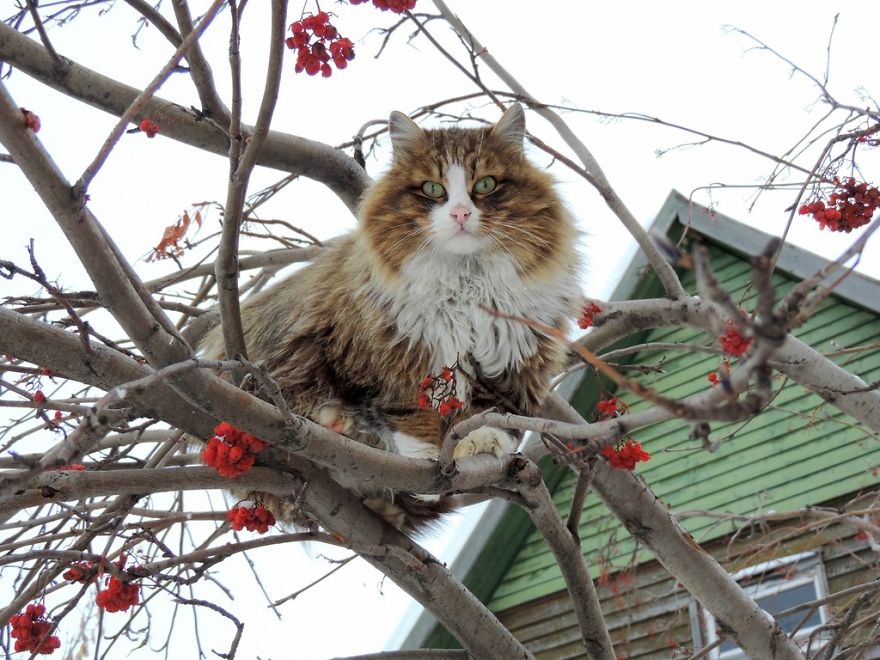 Siberian Cat